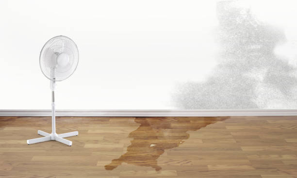 Best Water damage restoration near me  in Chocowinity, NC